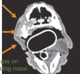 <ul><li><p>CBC, serum chemistry</p></li><li><p>LN cytology - even if normal in size (40% have LN mets)</p></li><li><p>Thoracic imaging - CT or 3v rads</p></li><li><p>Local imaging of mass - CT of head, planning of sx and/r RT </p></li></ul><p></p>