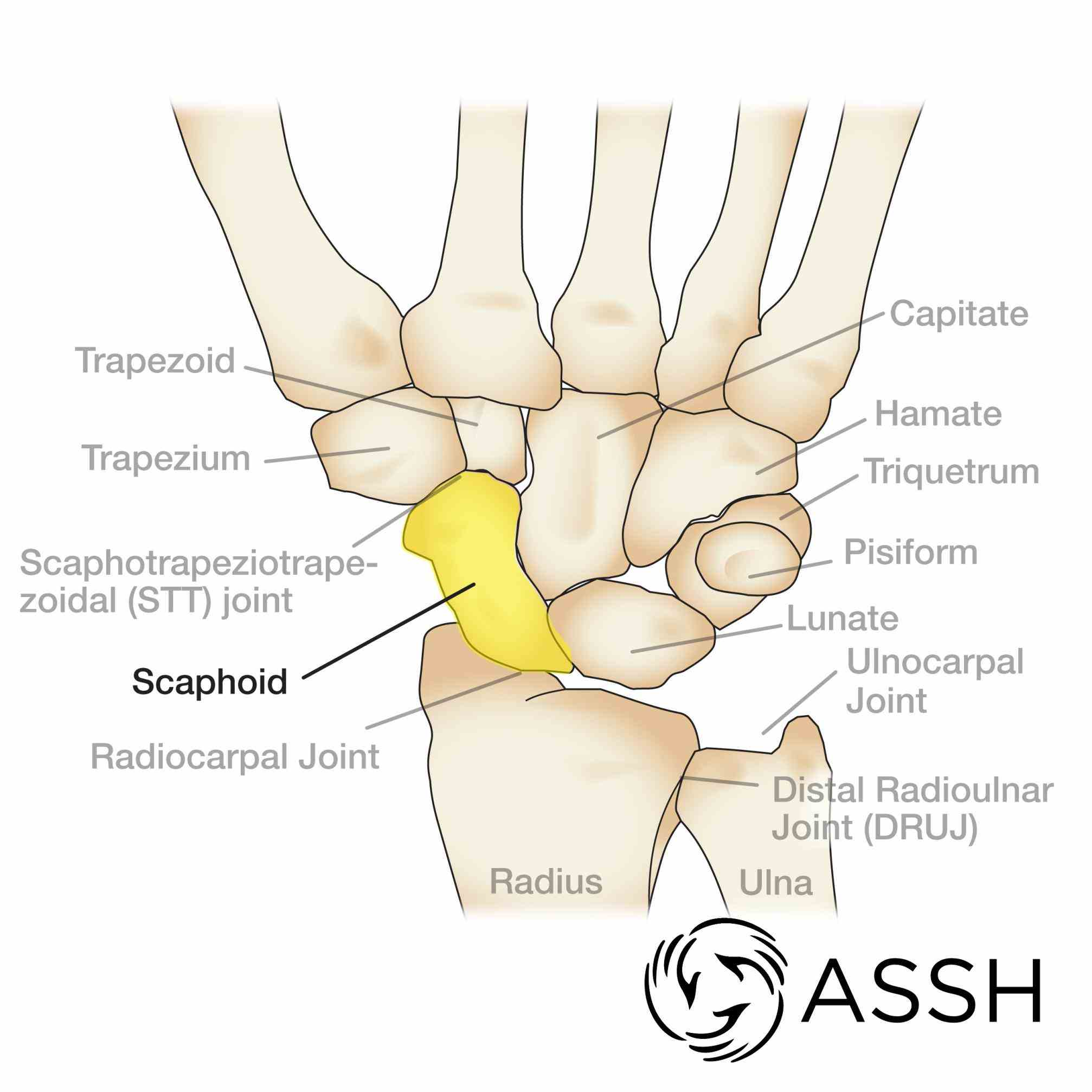 <p>8 wrist bones arranged in two rows. Provide flexibility.&nbsp;</p>