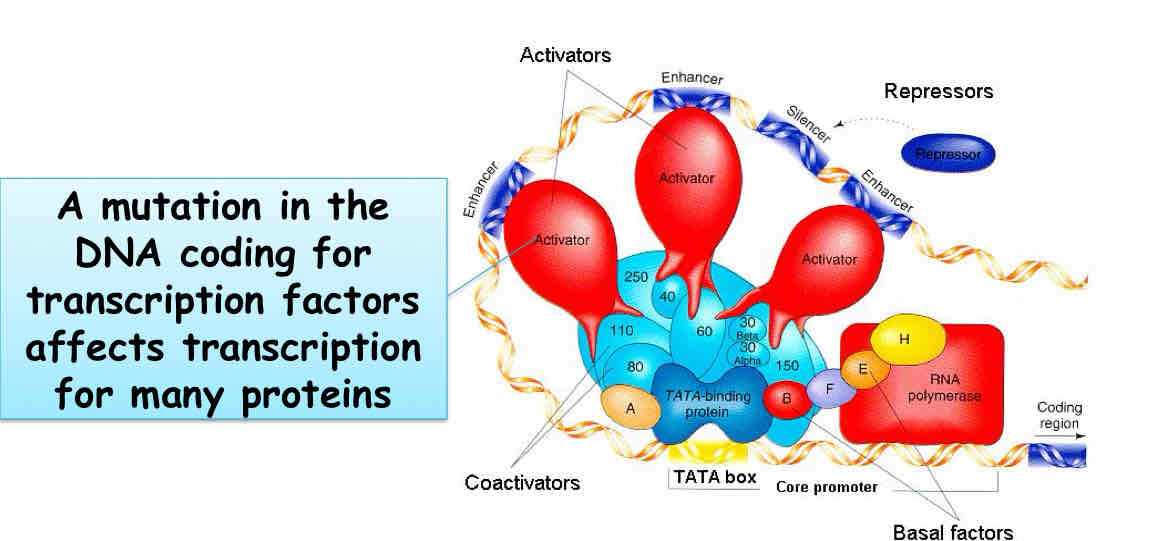 <p>Regulatory Genes </p>