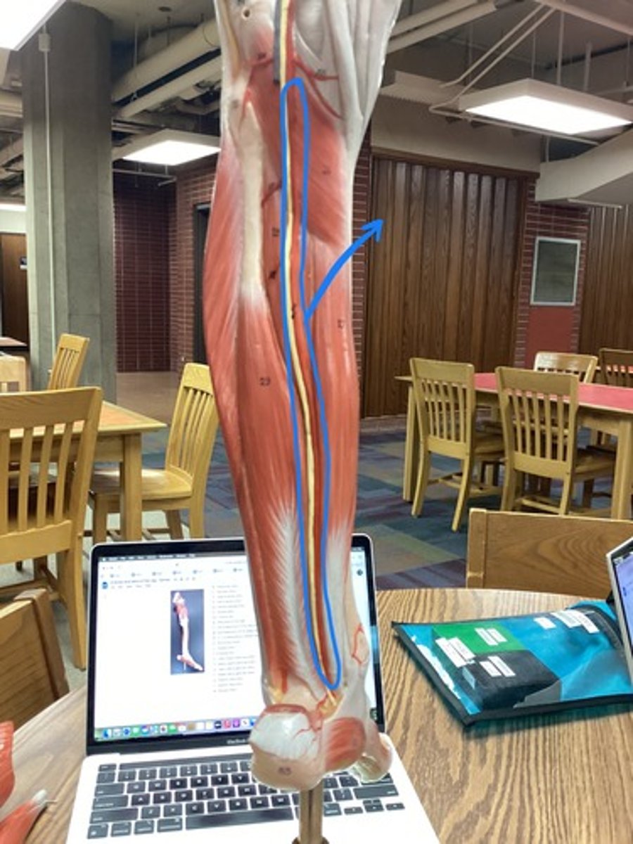 <p>artery supplying the foot, behind the medial ankle</p>