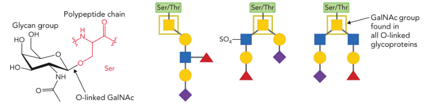 <p>N-acetylgalactosamine attached to Ser/Thr</p>