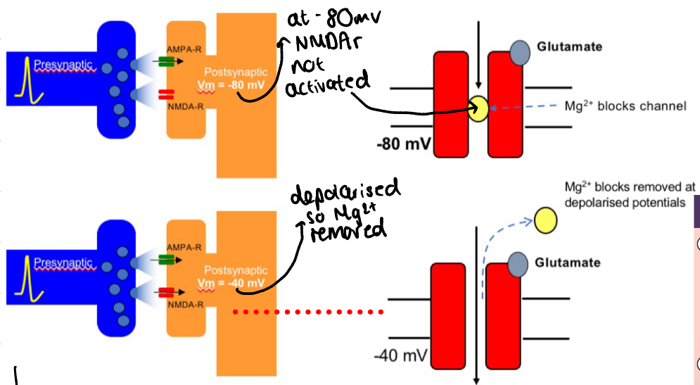 <ul><li><p>NMDA receptors are required for LTP</p></li><li><p>They act as coincidence detectors to detect pre and post synaptic activity at the same time</p></li><li><p>NMDA receptors activate at depolarised potentials and Mg2+ bock is removed</p></li></ul><p></p>