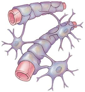 <p>It Separates blood from brain tissue and Protects the brain from harmful substances that may be in the blood.</p>