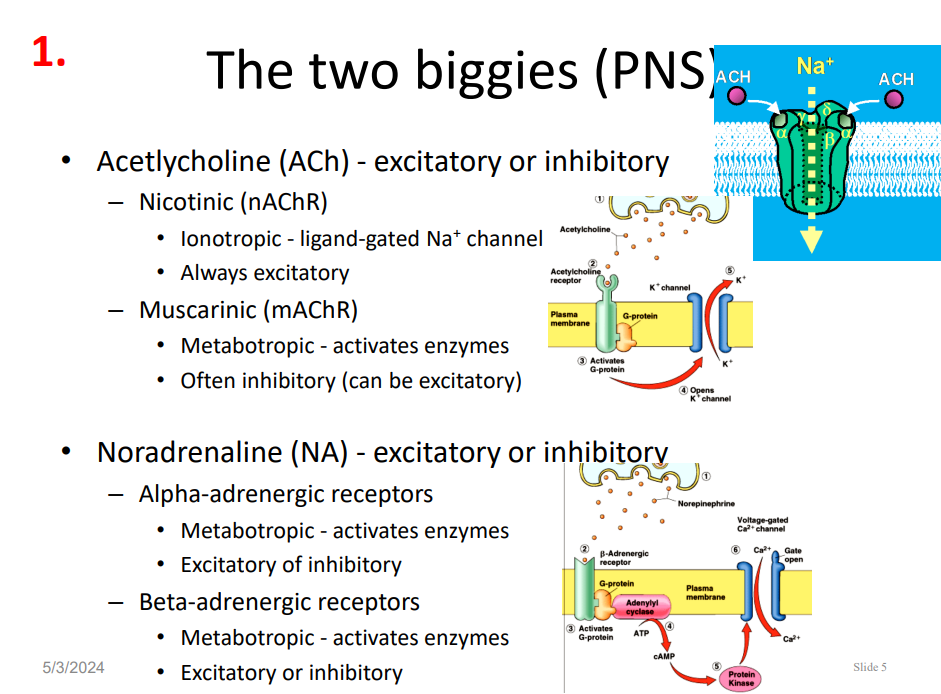 <p>PNS Neurotransmitters</p>