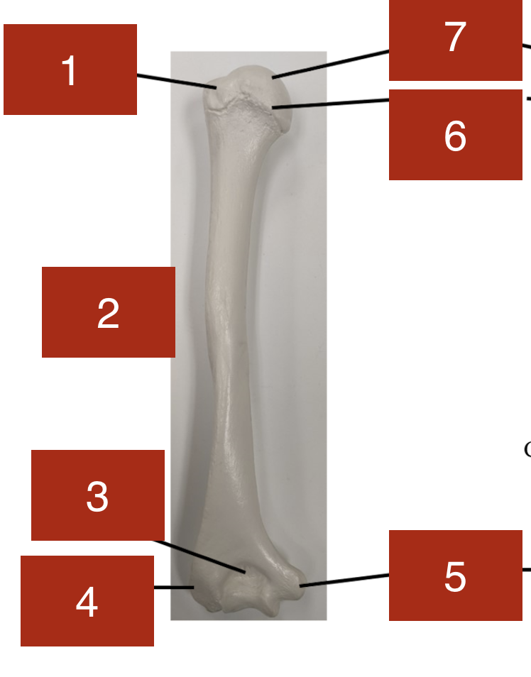 <p>4</p>