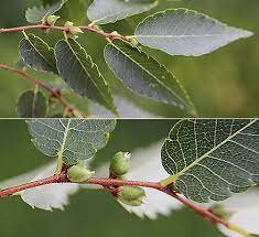 <p>nice fall color</p><p>in the “elm” family</p><p>smaller stature with an upright form </p><p>zone 5</p><p>alternate branching</p>