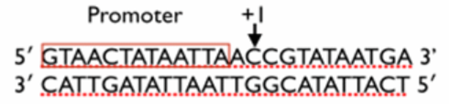 <p>What is the RNA sequence transcribed from the DNA shown below?</p><p>a. 3'-GGCATATTACT-5'</p><p>b. 5'-GGCAUAUUACA-3'</p><p>c. 5'-CCGUAUAAUGA-3'</p><p>d. 5'-CCGTATAATGA-3'</p><p>e. 3'-GGCAUAUUACU-5'</p>