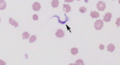 <p>humans and dogs</p>