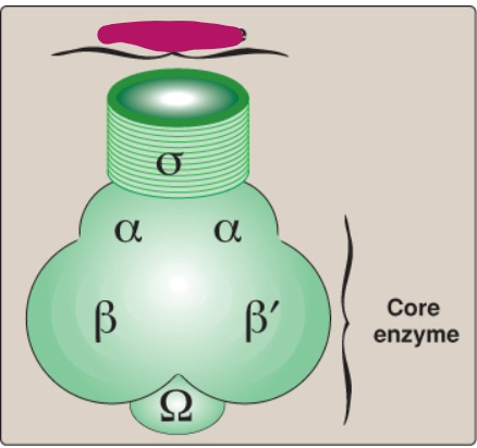 <p>Label this section of prokaryotic RNA polymerase.</p>