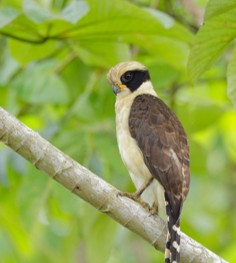 <p>● feet raptorial</p><p>● bill sharp, strongly hooked with cere</p><p>● wings and tail more pointed than other hawks</p>