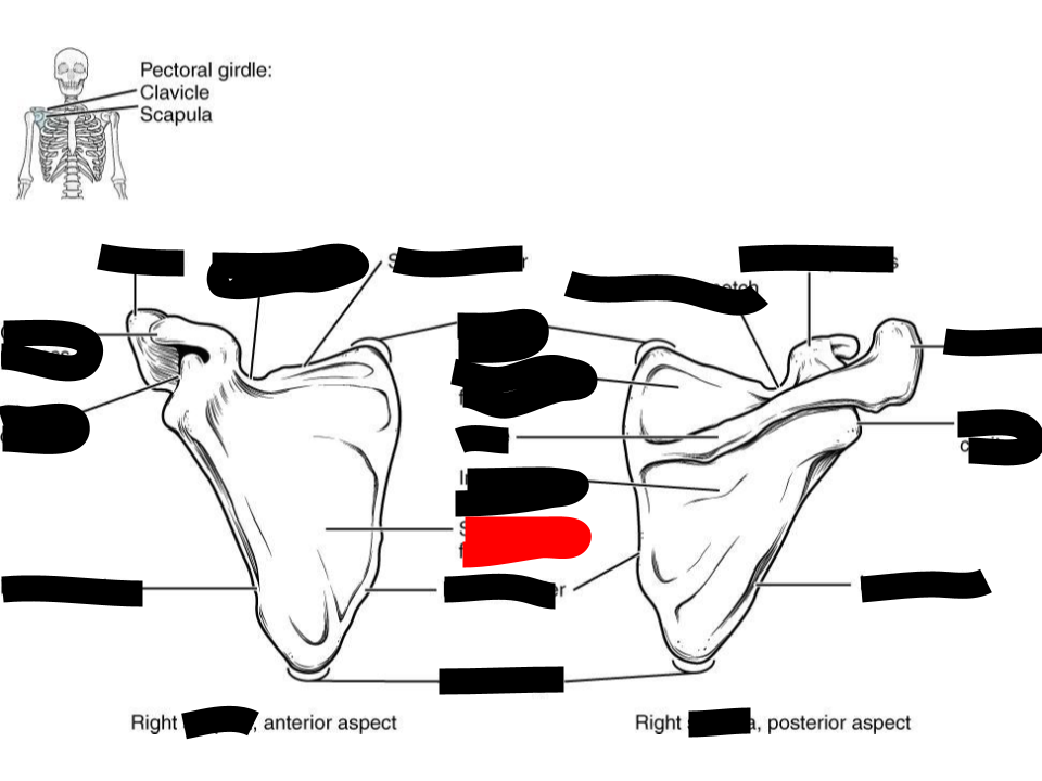 <p>scapula</p>