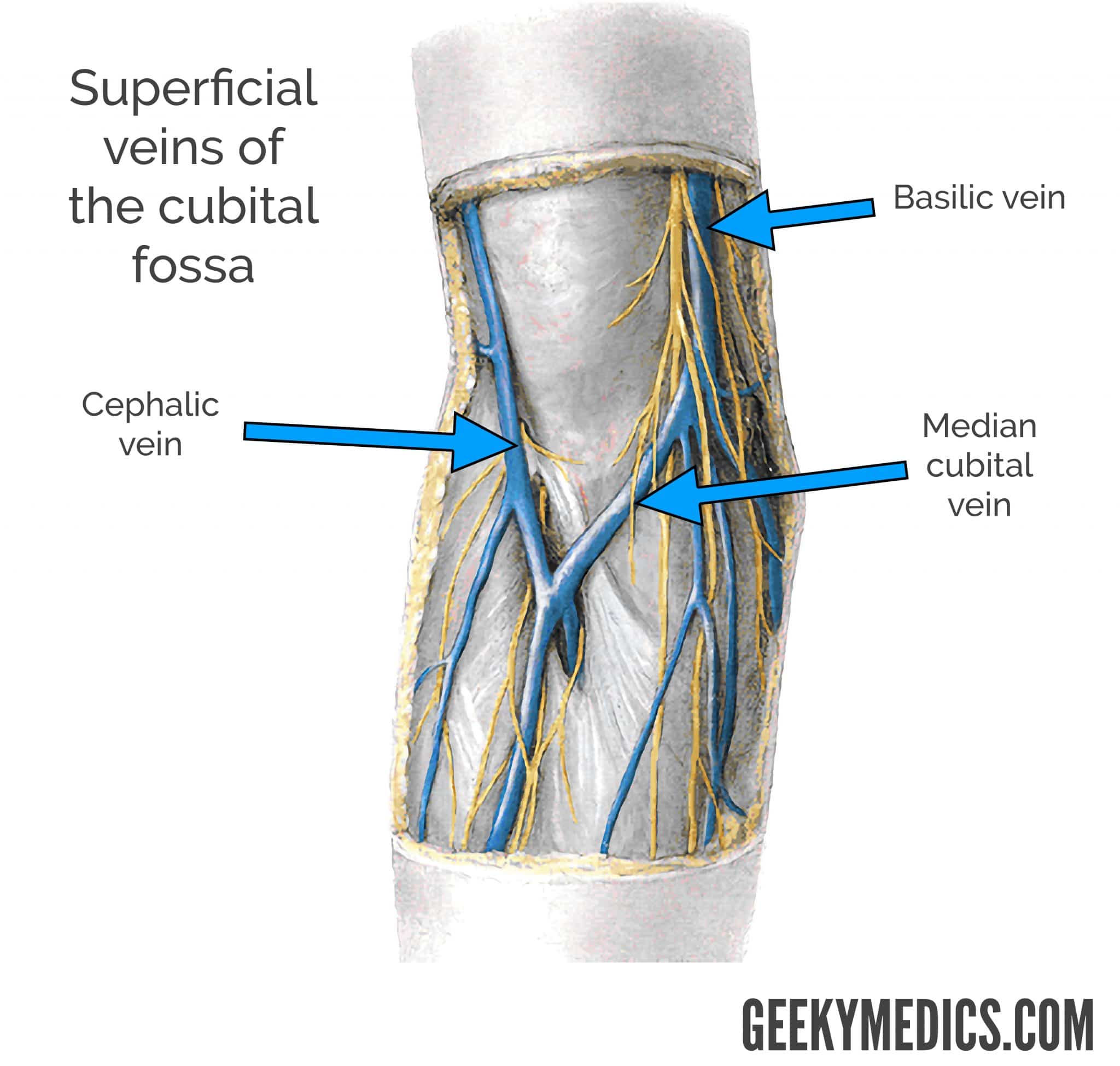 <p><span><strong><mark data-color="rgba(0, 0, 0, 0)" style="background-color: rgba(0, 0, 0, 0); color: inherit;"><span>a major superficial vein in the upper limb, starting from the back of the hand and running up the inner (medial) side of the forearm and arm, visible under the skin, eventually piercing deep tissue in the upper arm to join the brachial veins and form the axillary vein, draining blood from the hand and forearm back towards the heart</span></mark></strong><span>. It's a common site for venipuncture (drawing blood) but often a last resort due to its depth and proximity to nerves. &nbsp;</span></span></p>