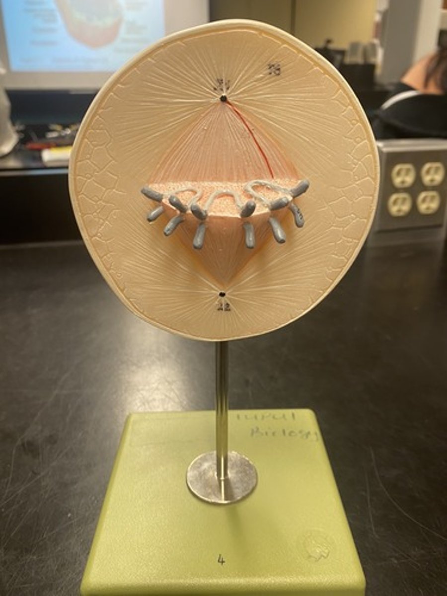 <p>Define mitosis stage</p>