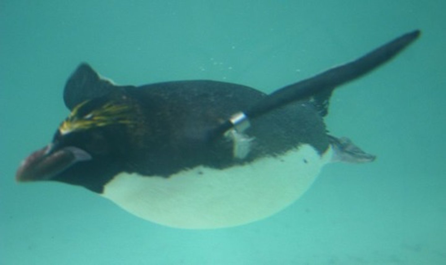 <p>swim</p>