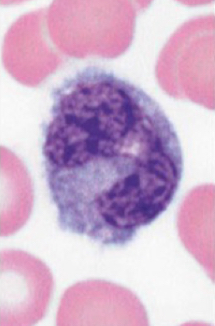 <p>What cell is pictured?</p>