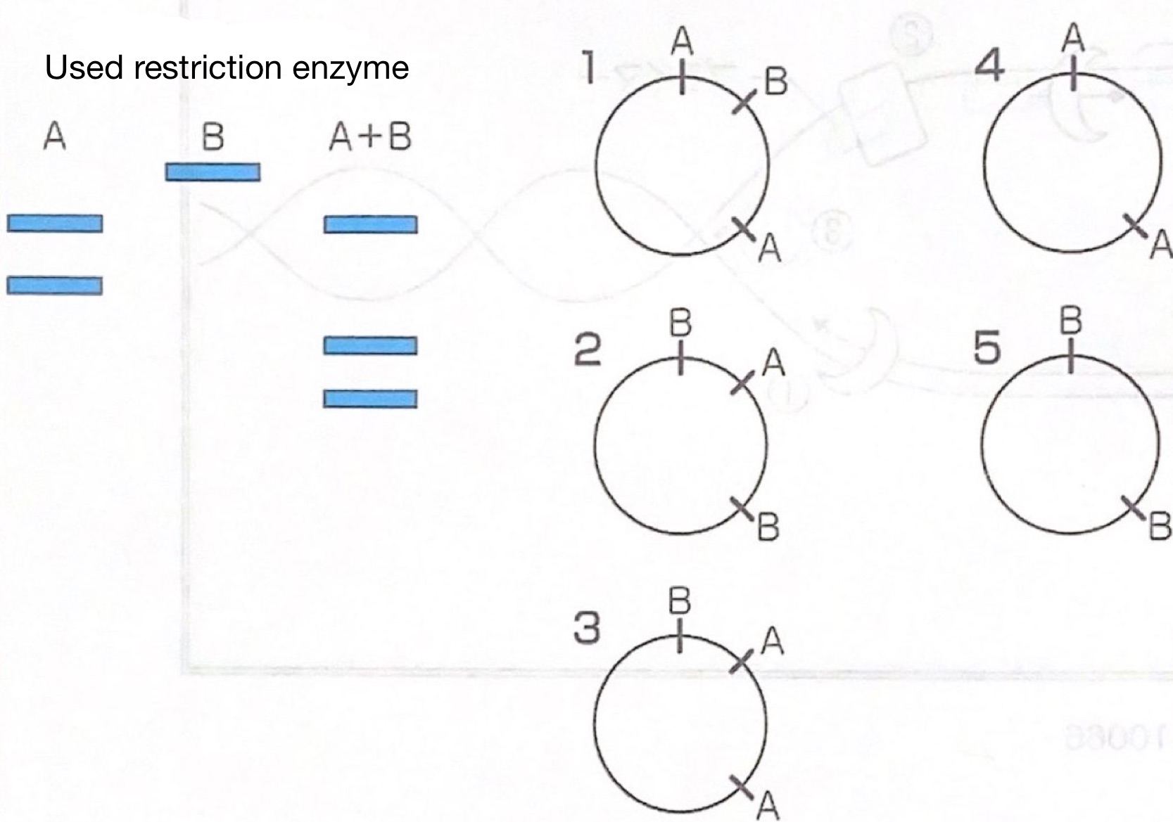 <p>219</p><p>A circular DNA was digested with restriction enzyme A and B, which was analyzed by agarose gel electrophoresis. Which is the structure of the circular DNA?</p><p></p><p>a 1</p><p>b 2</p><p>c 3</p><p>d 4</p><p>e 5</p>