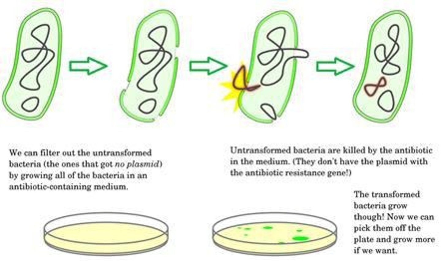 <p>Process of introducing plasmid into bacteria.</p>
