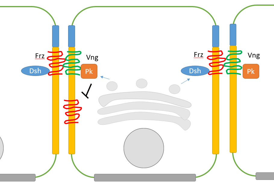 
1. Transmembrane protein **frizzled** (Frz) recruits **disheveled** (Dsh) and forms a complex
2. Frizzled/disheveled complex binds to transmembrane protein **Van Gogh** (Vng) on neighboring cell
3. Van Gogh recruits **prickle** (Pk)
4. Prickle **inhibits frizzled** at that spot on the membrane
5. Directed **exocytosis** of receptors, etc

\
__Result__: Frz and Dsh on one side of cell, Vng and Pk on other