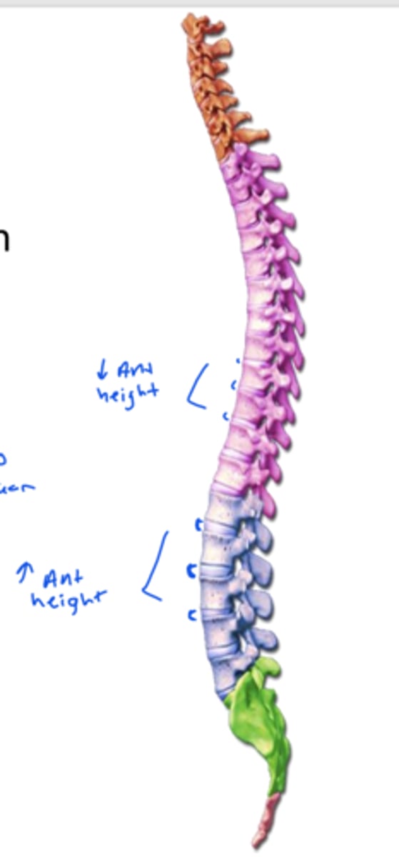 <p>posterior, anterior</p>