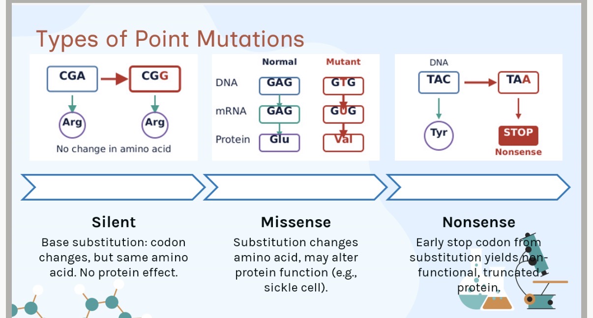 <p>Types of point mutations:</p><ol><li><p>Name the 3 point mutations?</p></li><li><p>What is a silent mutation?</p></li><li><p>What is a missense mutation?</p></li><li><p>What is a nonsense mutation?</p></li></ol><p></p>