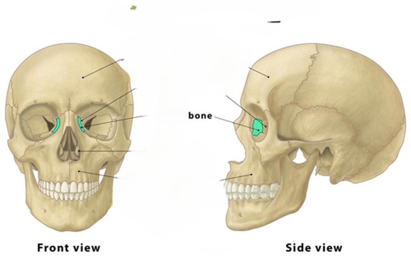 <p>teardrop shape bone on either side of the nasal cavity</p>