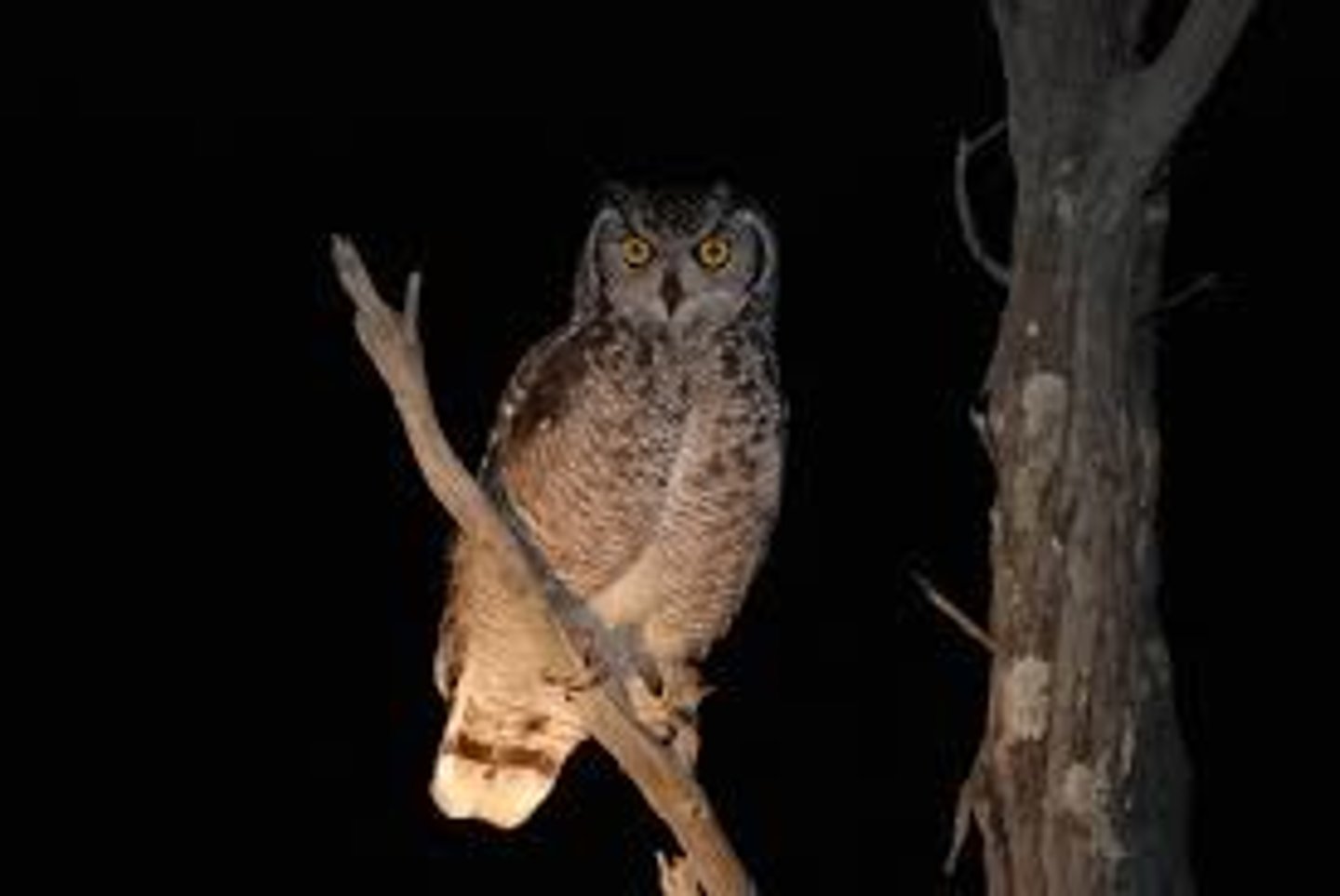 <p>active at night</p>