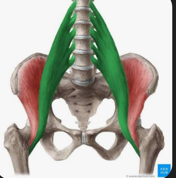 <p>iliopsoas</p>