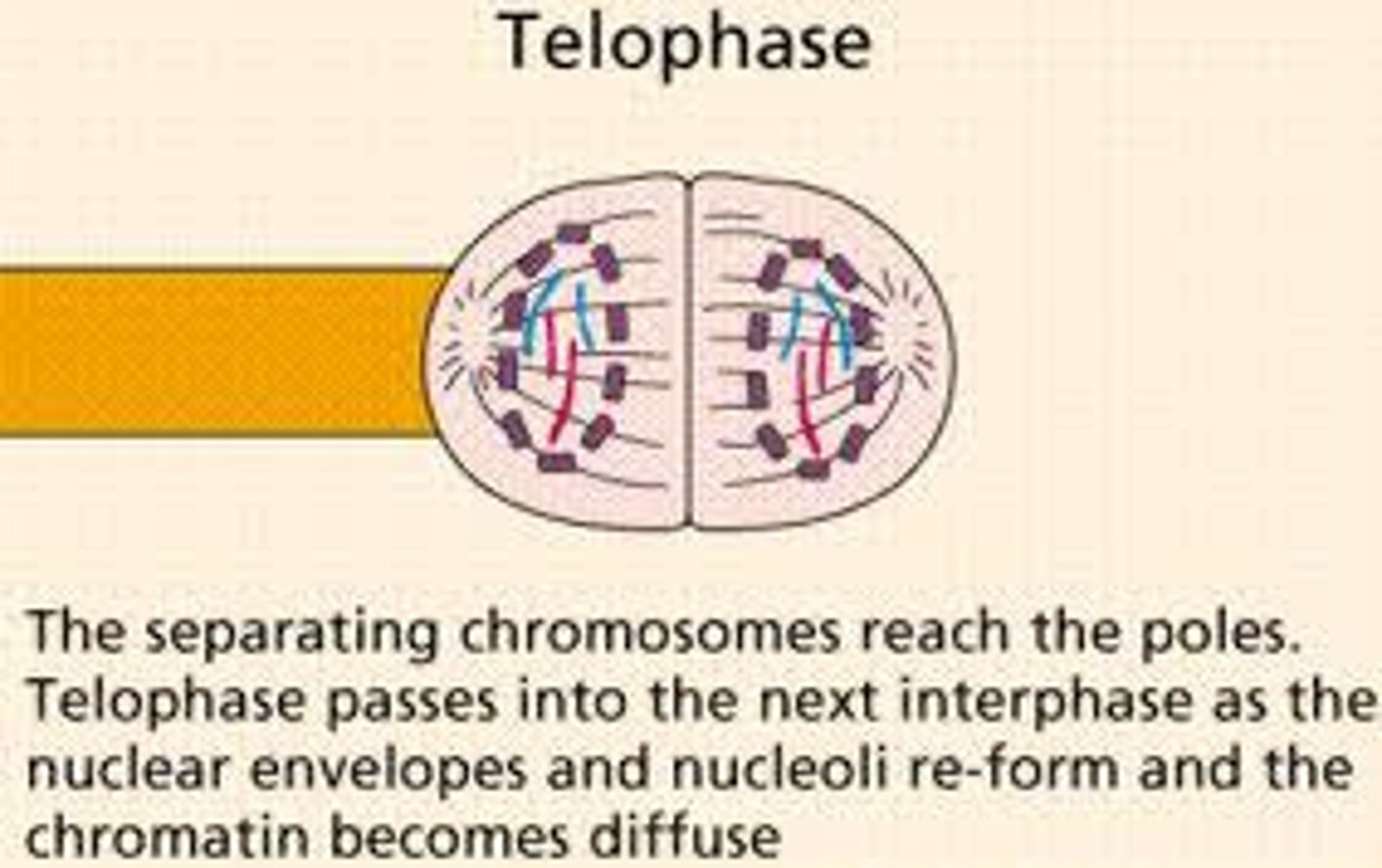 <p>This is essentially the reverse process of prophase-</p><p>1. The spindle apparatus will disappear</p><p>2. The nuclear membrane will reform around each set of the chromosomes</p><p>3. the nucleoli will reappear</p><p>4. Chromosomes will uncoil and return to their interphase form</p><p>There are now 2 new nuclei that have received a complete copy of the genome that is identical to the original genome and to each other</p>