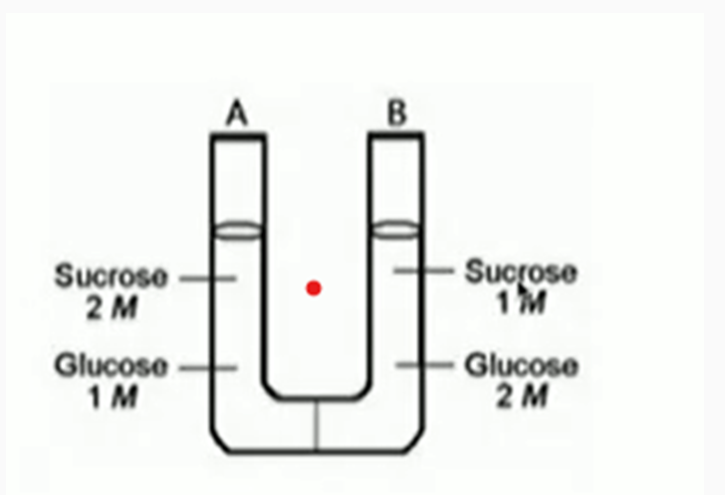 <p>Which way will the liquid move?</p><p>A. The water will move toward tube A.</p><p>B. The water will move toward tube B.</p><p>C. The water will not move.</p>