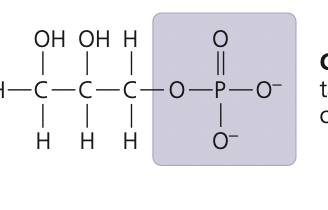 <p>phosphate group</p>