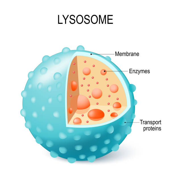 <p>an organelle that helps digest certain materials inside the cell.</p>