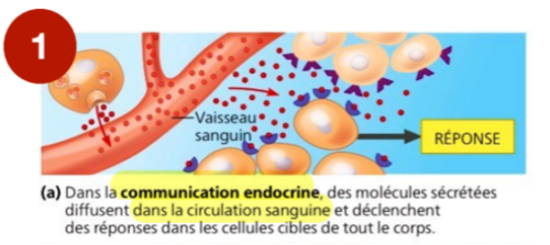 glandes/tissus endocriniens 

↓ hormone circulation sanguine en recherche de récepteurs 

↓ trouve son récepteur