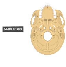 <p>Styloid Process</p>