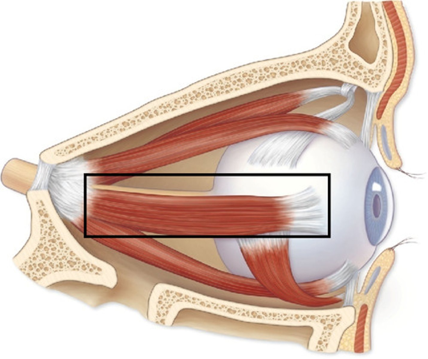 <p>moves eye laterally</p>