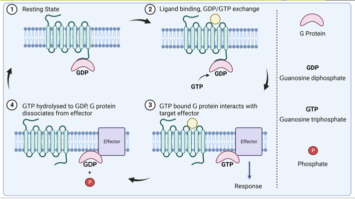 <ul><li><p>A receptor with 7 transmembrane domains and is coupled to G protein</p></li><li><p>Ligand binding activates G protein which interacts with effector</p></li><li><p>Different GPCRs coupled to different G proteins. These elicit different effects</p></li></ul><p></p>
