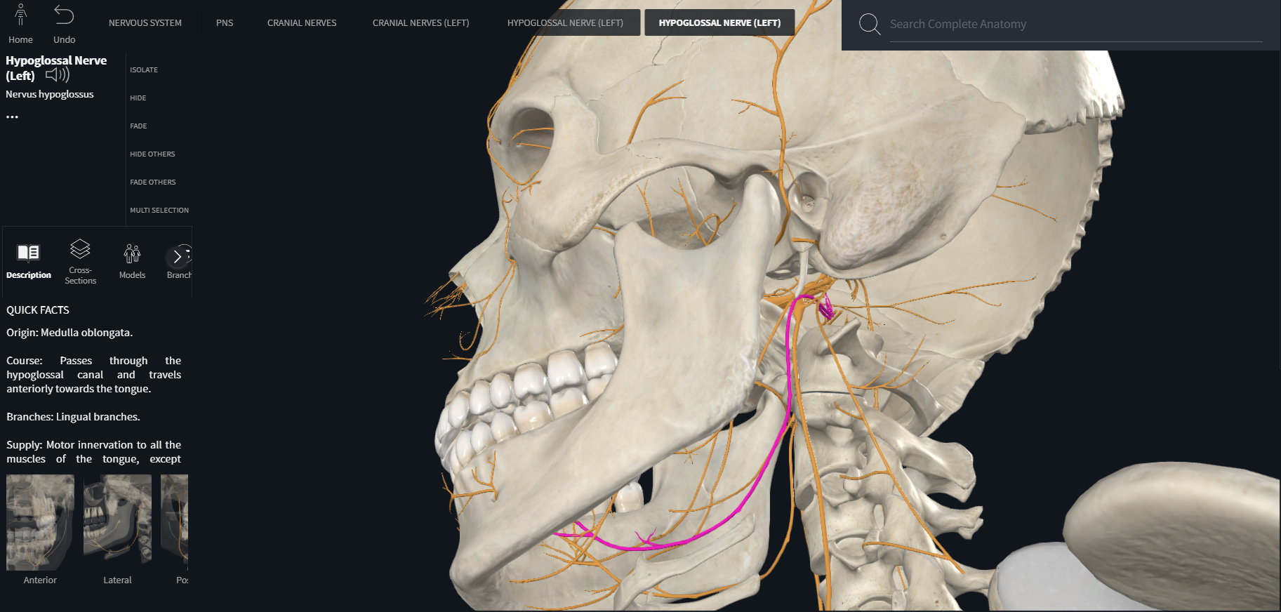 <p>Hypoglossal (XII)</p><p>part of central nervous system from which nerve enters or emerges</p><p>general function types of fibers</p><p>general distribution</p>