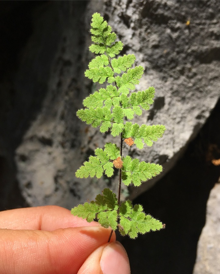 <p>Cooper’s lip fern</p>