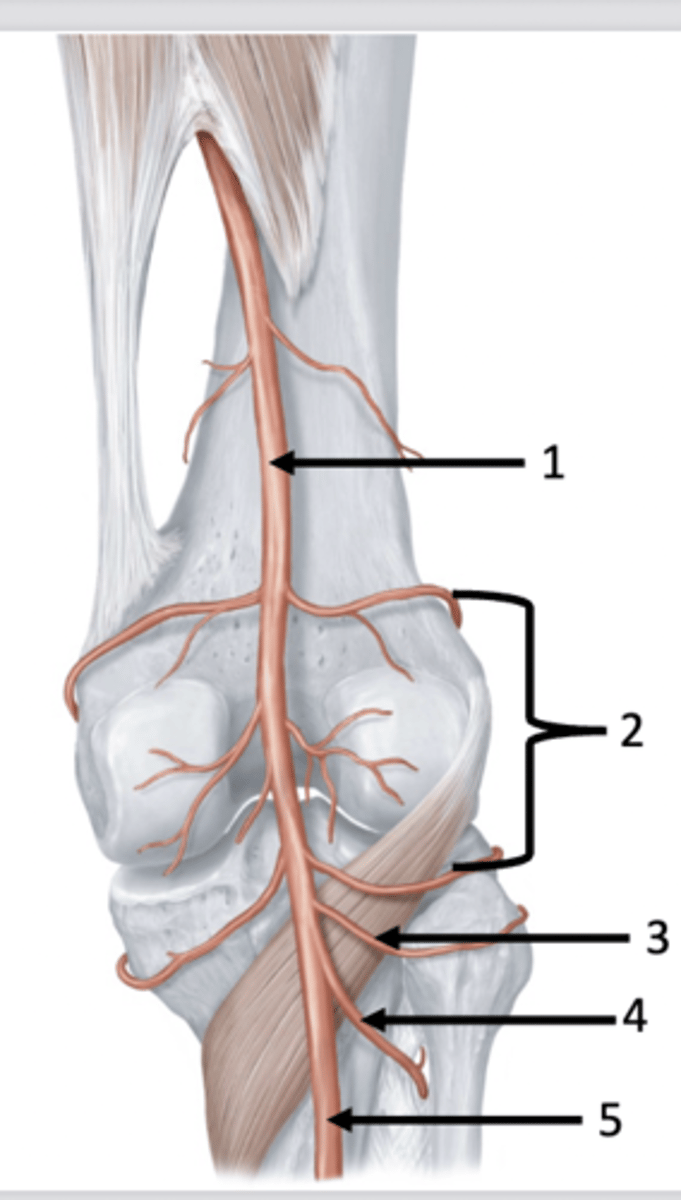 <p>Popliteal Fossa (posterior view):</p><p>1. Popliteal artery</p><p>2. Geniculate arteries</p><p>3. Posterior recurrent tibial artery</p><p>4. Anterior tibial artery</p><p>5. Posterior tibial artery</p>