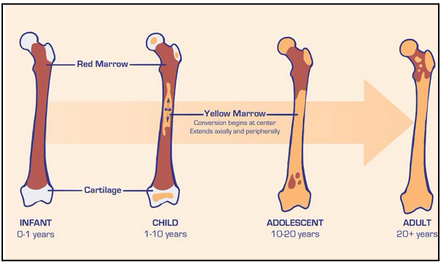 <ul><li><p><span style="background-color: transparent;"><span>In adults, only in heads of femur and humerus (long bones) and sternum, ribs, cranium, pelvis, vertebrate (flat bones)</span></span></p></li><li><p><span style="background-color: transparent;"><span>Important to know red:yellow marrow ratio as it is and indicator of health</span></span></p><ul><li><p><span style="background-color: transparent;"><span>Typically 50:50 ratio where both exist</span></span></p></li></ul></li></ul><p></p>