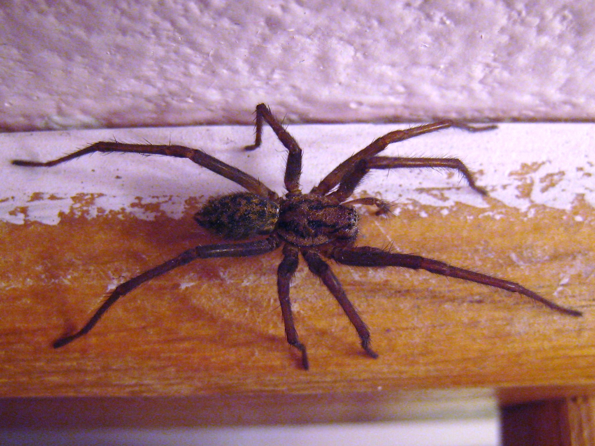 <p>Agelenidae, suppilohämähäkit</p>