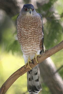 <p>What Bird is this?</p>