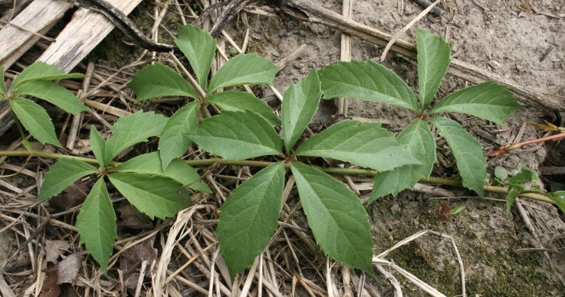 <p>Vine</p>