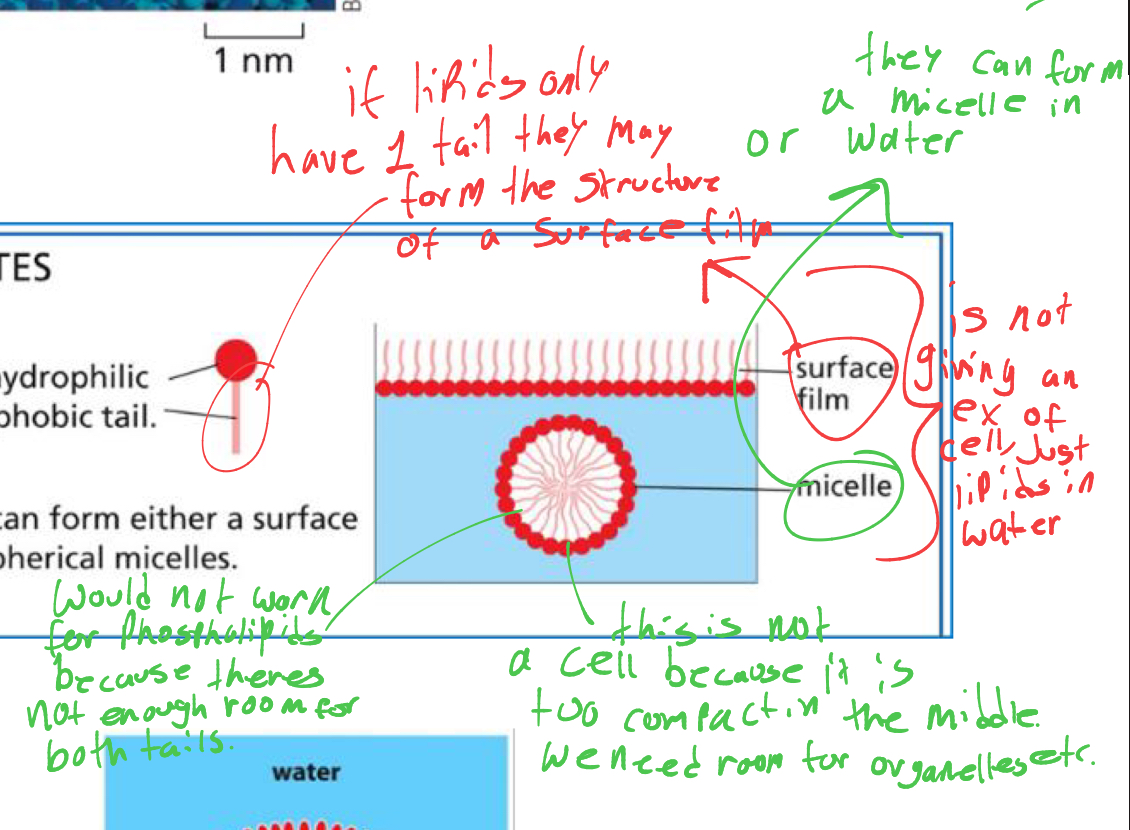 <p>what 2 structures can form if the lipid only has 1 fatty acid tail </p>