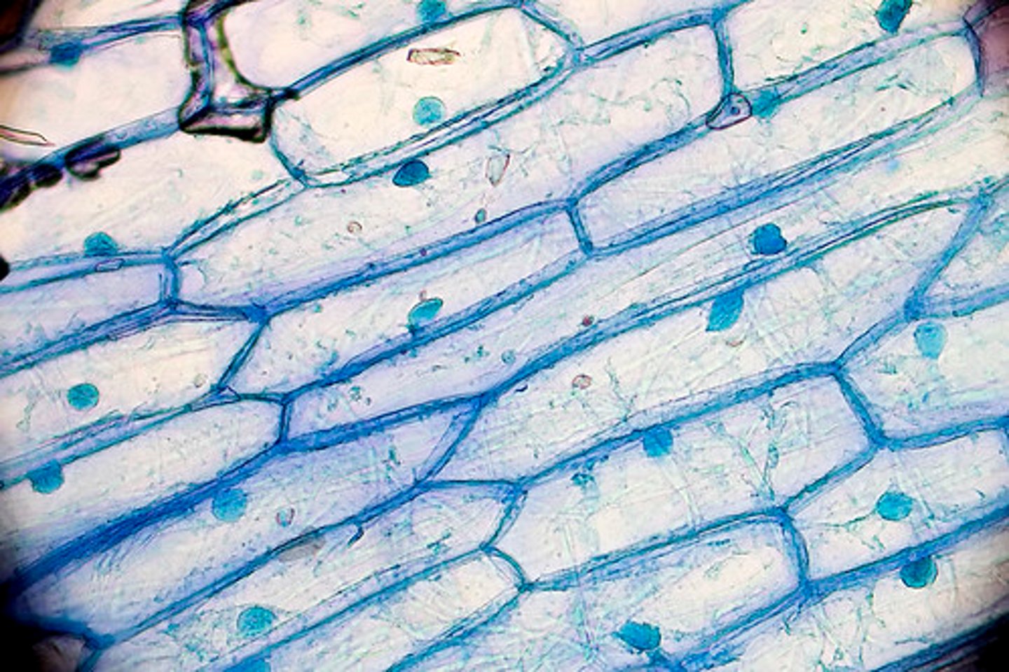 <p>lab test for kingdom plantae</p>