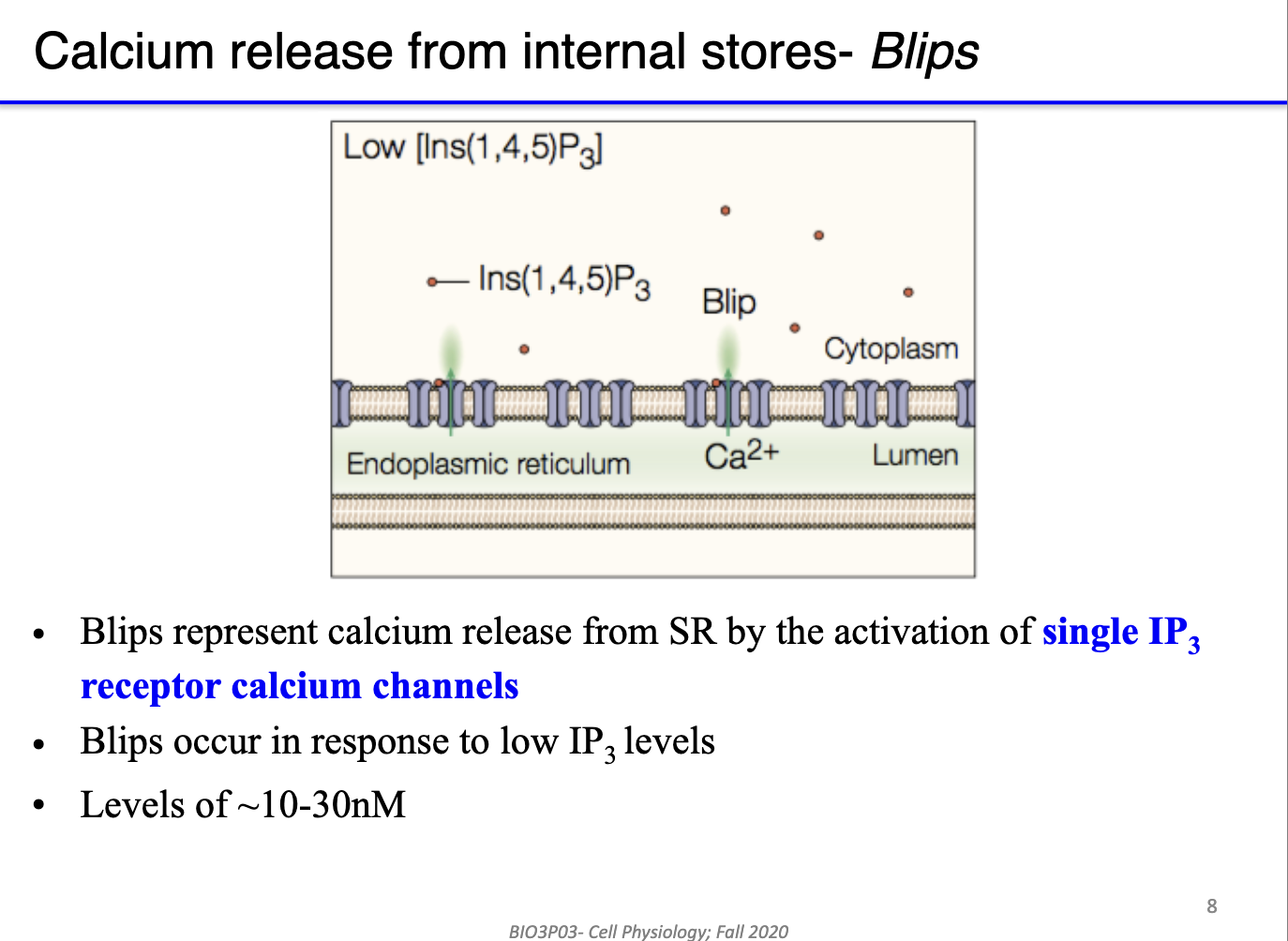 <ul><li><p><strong>Internal calcium stores:</strong> sarcoplasmic reticulum (muscle) or endoplasmic reticulum (non-muscle).</p></li><li><p><strong>Blips:</strong></p><ul><li><p>Calcium release from <strong>single IP3 receptor channels</strong>.</p></li><li><p>Triggered by <strong>low IP3 levels (~10–30 nM)</strong>.</p></li><li><p>Represents minimal, localized Ca²⁺ signaling.</p></li></ul></li><li><p><strong>Puffs:</strong></p><ul><li><p>Calcium release from <strong>clusters of neighboring IP3 receptors</strong>.</p></li><li><p>Triggered by <strong>higher or more sustained IP3 levels </strong>(~50–600 nM); duration of ~ 1s; size of 6μm</p></li><li><p>Produces larger, localized Ca²⁺ signals across the ER/SR.</p></li></ul></li><li><p><strong>Functional significance:</strong> hierarchical release allows graded, spatially controlled calcium signaling.</p></li></ul><img src="https://knowt-user-attachments.s3.amazonaws.com/cae9ab77-a5e0-4814-b22c-a684225f2101.png" data-width="100%" data-align="center" alt=""><p></p>