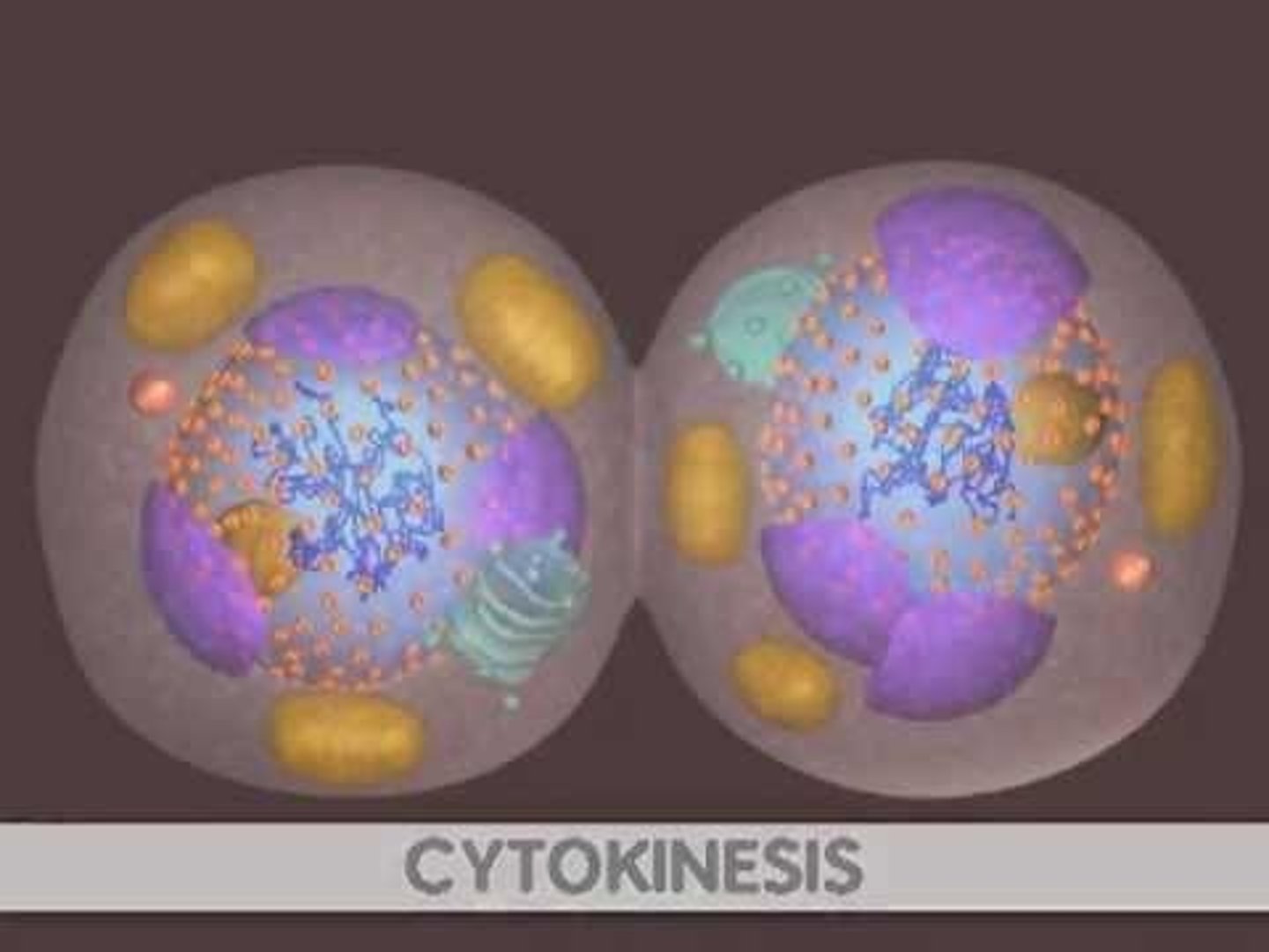 <p>Division of the cytoplasm into two daughter cells.</p>