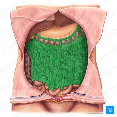 <p>The <strong><em><em></em></strong><strong><em></em></em></strong> is a fold of peritoneum extending from the stomach and hanging down in front of the intestines, often described as an apron-like structure.</p>