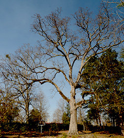 <p>Family</p>