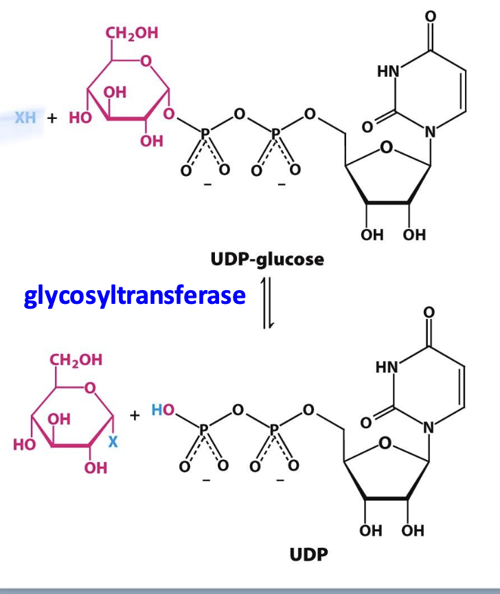 <p>Enzymes that catalyze the formation of glycosidic bonds in polysaccharides. Monosaccharide substrates are first activated by attachment to UDP (uridine diphosphate)</p>