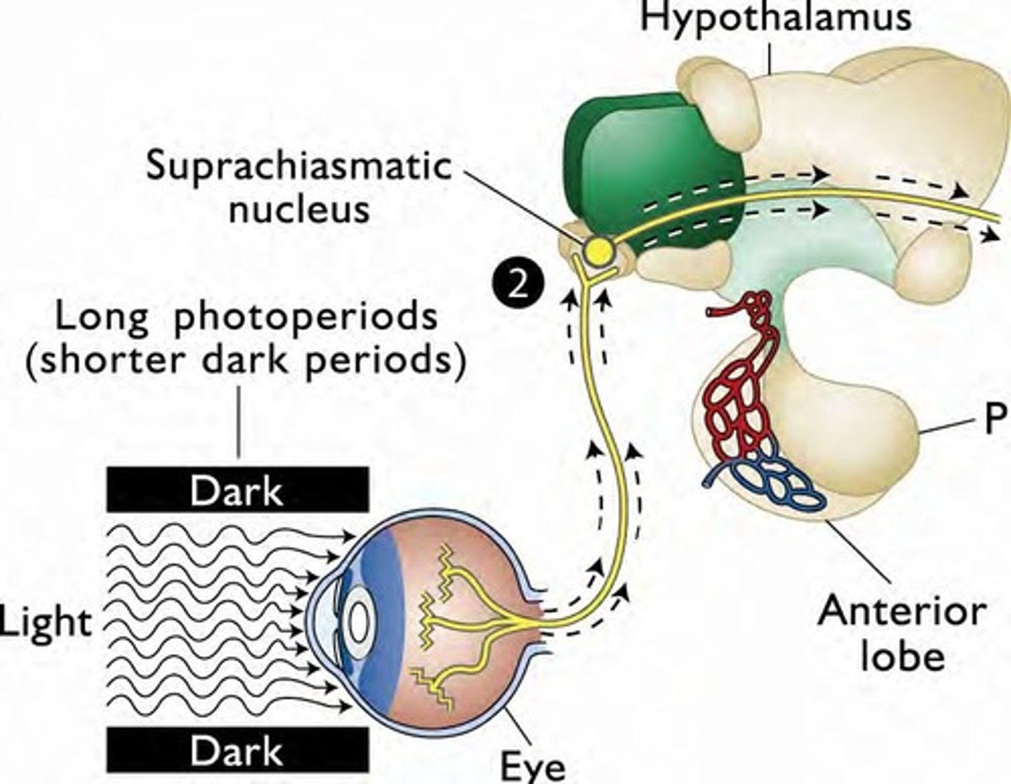 <p>Part of the hypothalamus that receives information about light exposure.</p>